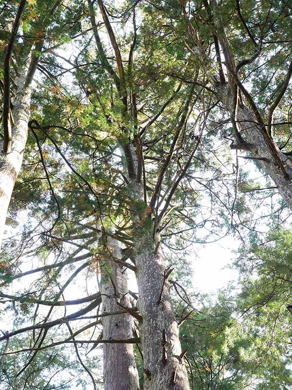 国産ヒノキの立木